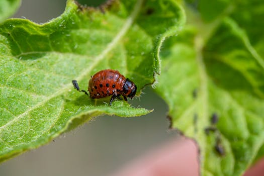 5 Best Bio-Based Pest Control Products For Apartments For A Greener Home