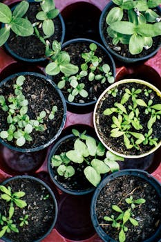 5 Best Eco-Friendly Pest Deterrents For Small Spaces For Undisturbed Peace