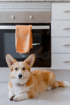 6 Best Pet-Friendly Flooring Options For Apartments That Save Your Deposit