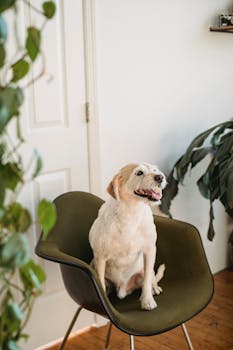7 Best Small Animal Habitats For Apartment Living Spaces That Simplify Your Life